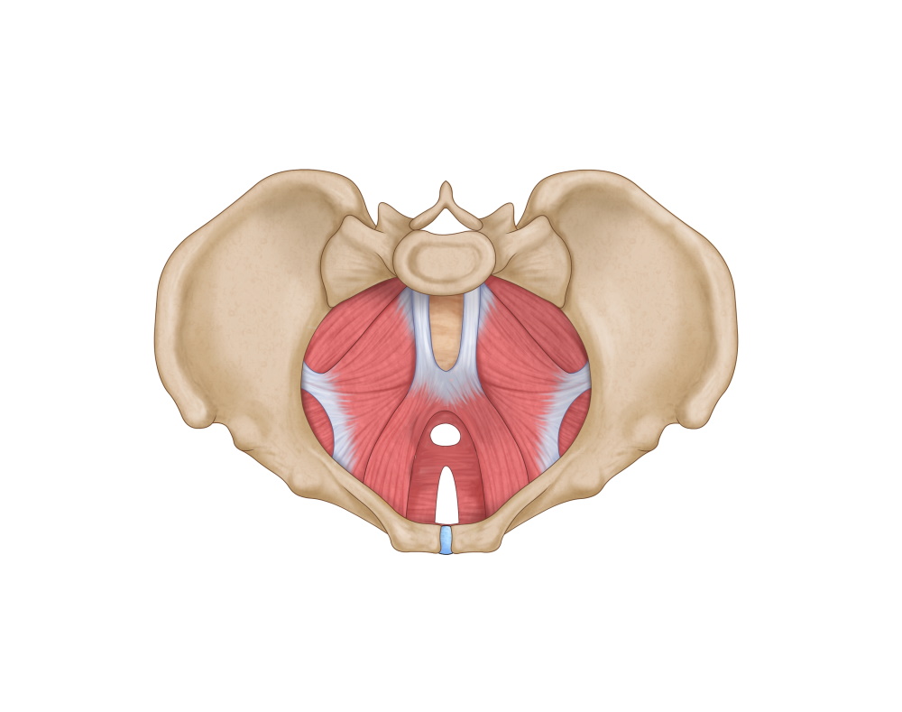 The Importance of the Pelvic Floor in Pregnancy